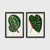 Set of 2 framed prints, antique botanical leaf illustrations: a dark green variegated leaf with pink undertones; and a dark green variegated leaf with a pink stem — unframed