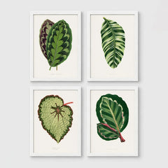 Set of 4 framed prints, antique botanical leaf illustrations: a purple and green chevron-patterned leaf; a striped white and green leaf; a textured pale green begonia leaf; and a dark green leaf with white edging — unframed
