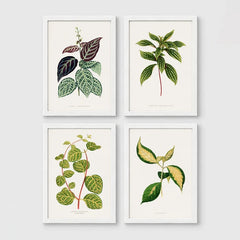 Set of 4 framed prints, antique botanical leaf illustrations: a trailing stem with dark speckled leaves; a trailing stem with pale spotted leaves; a vine with rounded speckled leaves; and a stem with variegated cream and green leaves — unframed