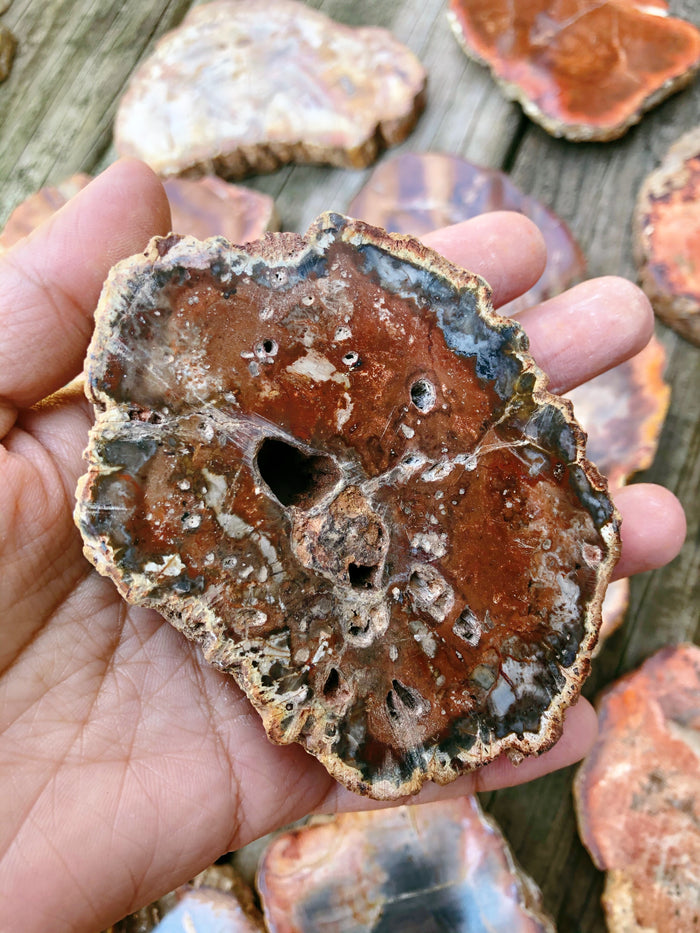 Petrified Wood Slabs