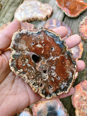 Petrified Wood Slabs