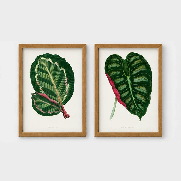 Set of 2 framed prints, antique botanical leaf illustrations: a dark green variegated leaf with pink undertones; and a dark green variegated leaf with a pink stem — unframed