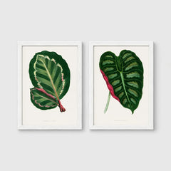 Set of 2 framed prints, antique botanical leaf illustrations: a dark green variegated leaf with pink undertones; and a dark green variegated leaf with a pink stem — unframed