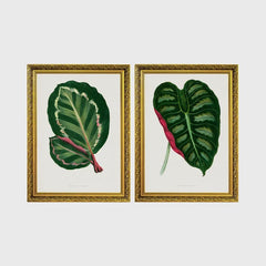 Set of 2 framed prints, antique botanical leaf illustrations: a dark green variegated leaf with pink undertones; and a dark green variegated leaf with a pink stem — unframed