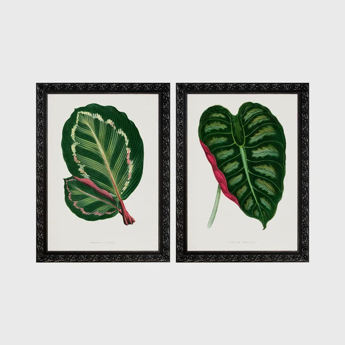 Set of 2 framed prints, antique botanical leaf illustrations: a dark green variegated leaf with pink undertones; and a dark green variegated leaf with a pink stem — unframed