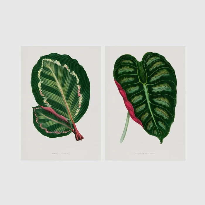 A4 | 8¼ x 11¾in / Print Only No Frame