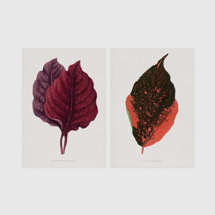 A4 | 8¼ x 11¾in / Print Only No Frame