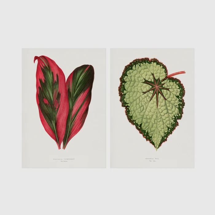 A4 | 8¼ x 11¾in / Print Only No Frame