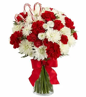 24 Candy Cane Carnations bloomexusa