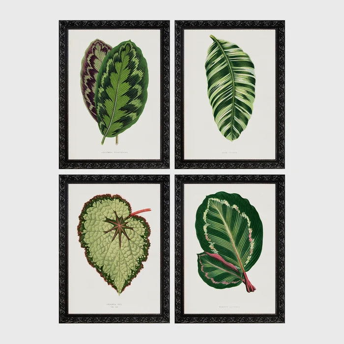 Set of 4 framed prints, antique botanical leaf illustrations: a purple and green chevron-patterned leaf; a striped white and green leaf; a textured pale green begonia leaf; and a dark green leaf with white edging — unframed