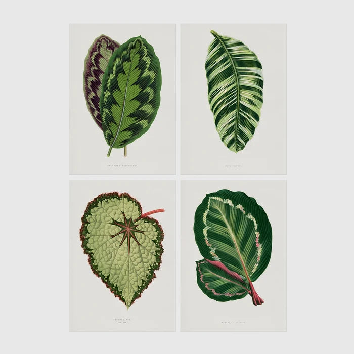 A4 | 8¼ x 11¾in / Print Only No Frame