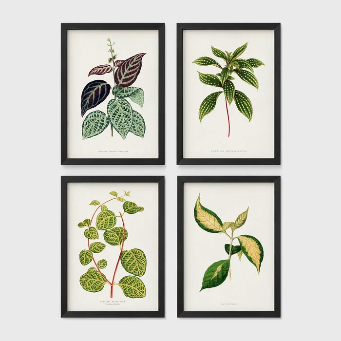 Set of 4 framed prints, antique botanical leaf illustrations: a trailing stem with dark speckled leaves; a trailing stem with pale spotted leaves; a vine with rounded speckled leaves; and a stem with variegated cream and green leaves — unframed