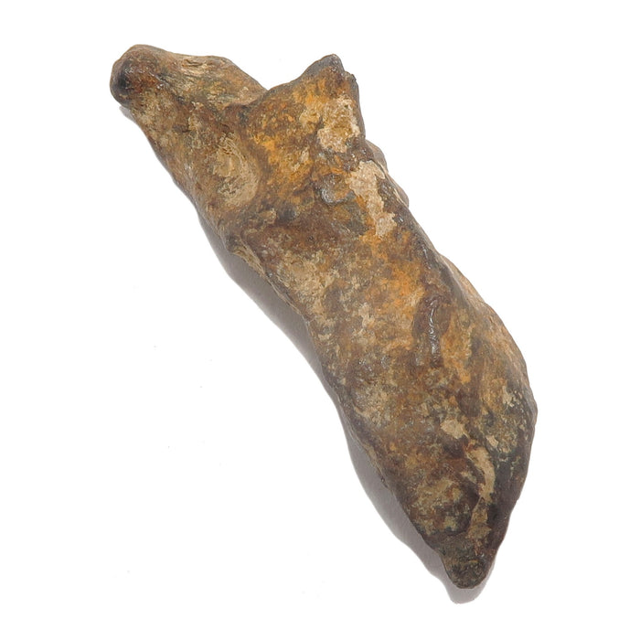 brown agoudal iron meteorite finger