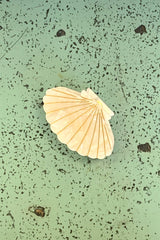 Large Seashell Hair Claw