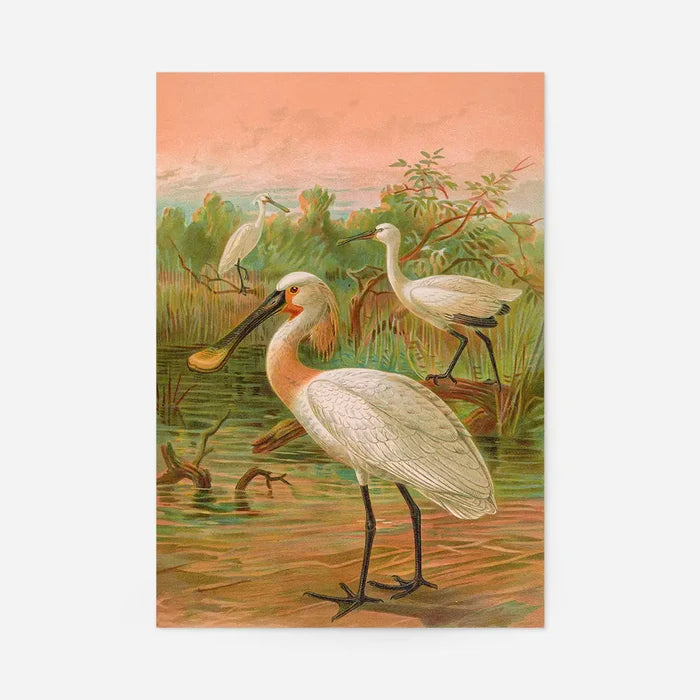 Spoonbill Vintage Bird Print by Johann Friedrich Naumann, unframed