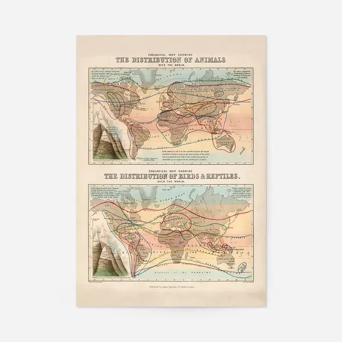 Zoological map of the distribution of animals art print, educational poster, unframed