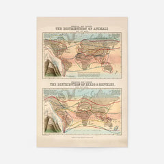 Zoological map of the distribution of animals art print, educational poster, unframed