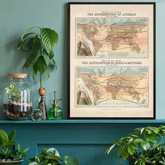 Zoological map of the distribution of animals art print, educational poster black framed on a living room shelf