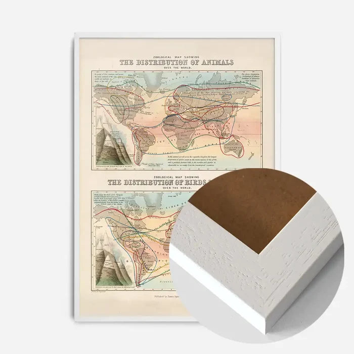 21x30cm | 8¼ x 11¾in / White Wood Frame